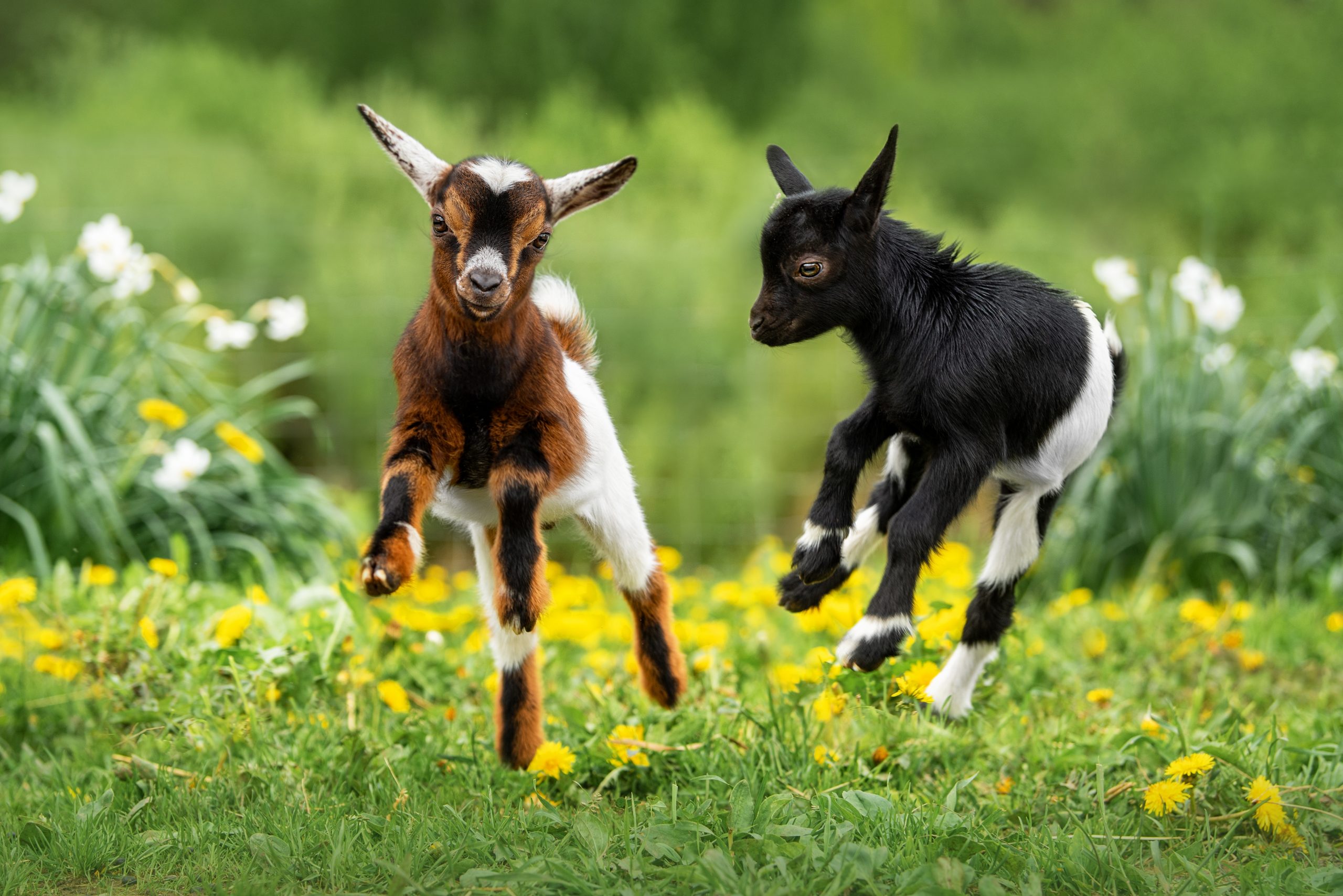 Spring into Action